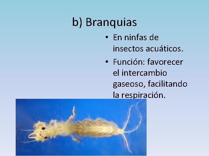 b) Branquias • En ninfas de insectos acuáticos. • Función: favorecer el intercambio gaseoso,