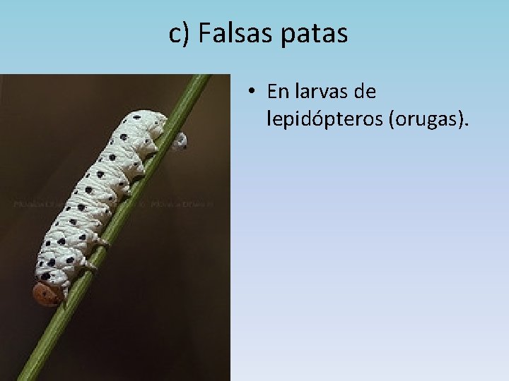 c) Falsas patas • En larvas de lepidópteros (orugas). 
