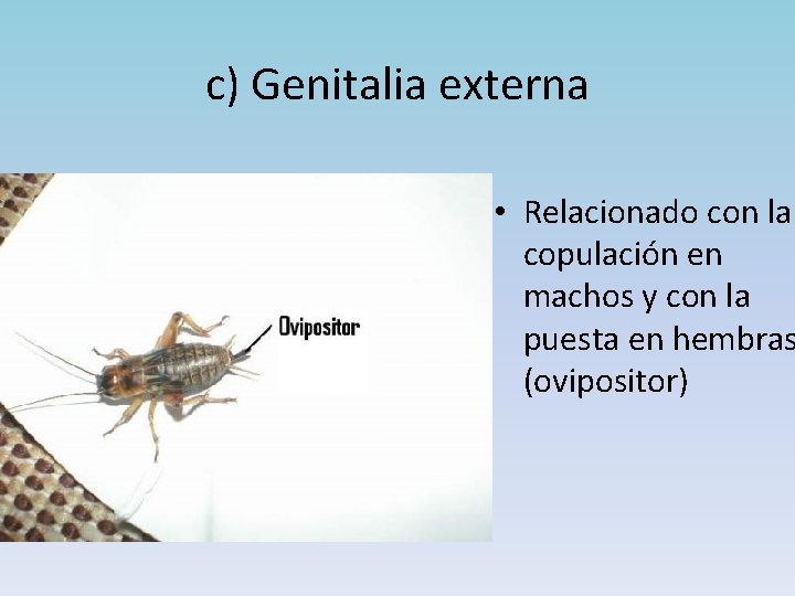 c) Genitalia externa • Relacionado con la copulación en machos y con la puesta