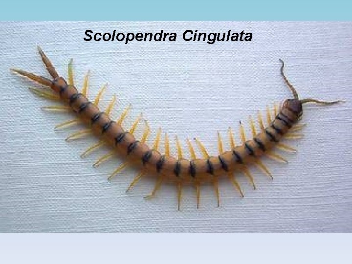 Scolopendra Cingulata 