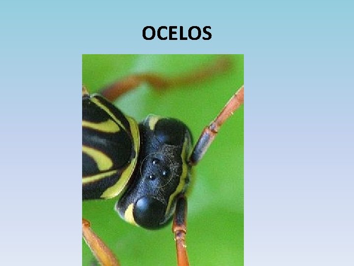 OCELOS 