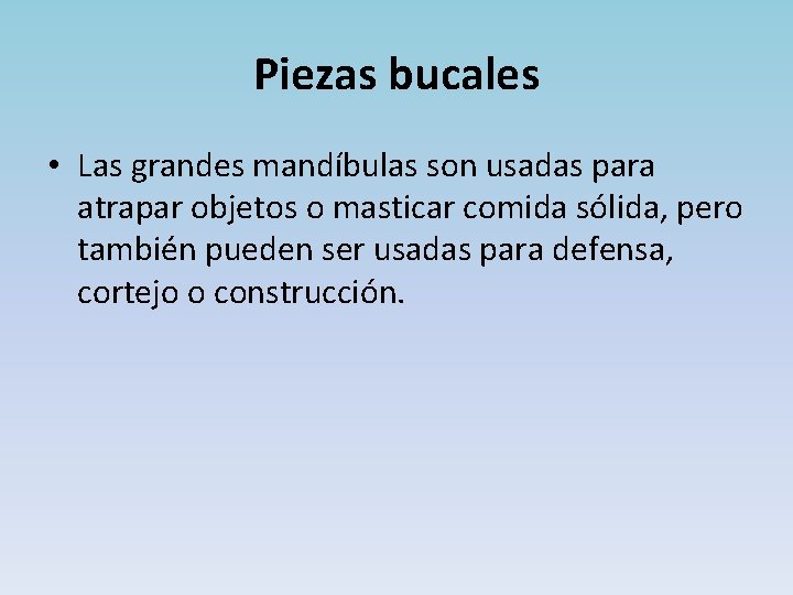 Piezas bucales • Las grandes mandíbulas son usadas para atrapar objetos o masticar comida