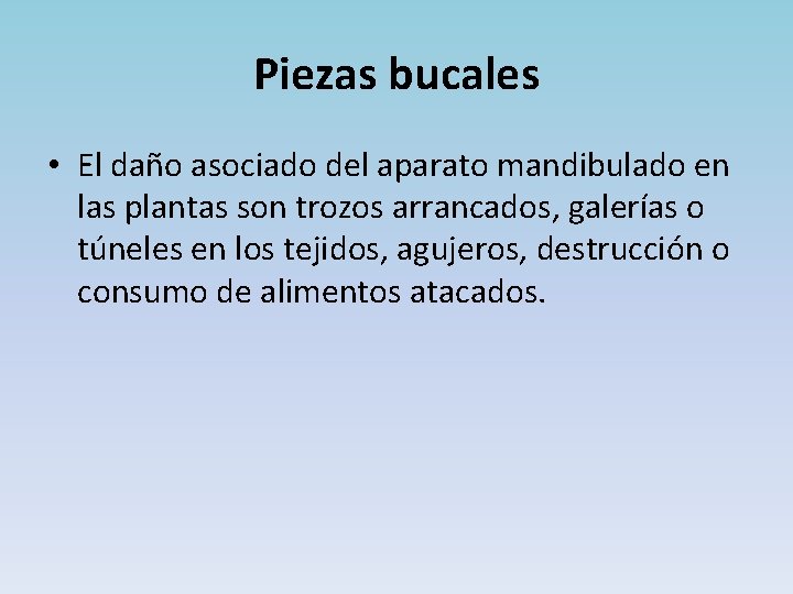 Piezas bucales • El daño asociado del aparato mandibulado en las plantas son trozos