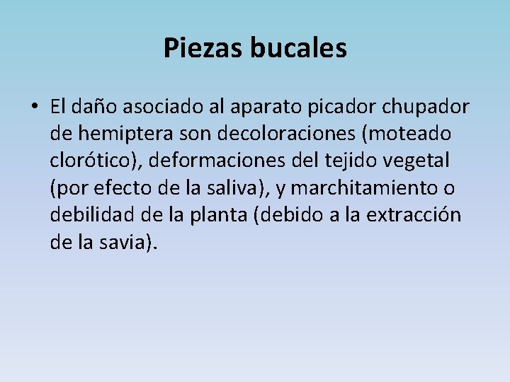 Piezas bucales • El daño asociado al aparato picador chupador de hemiptera son decoloraciones