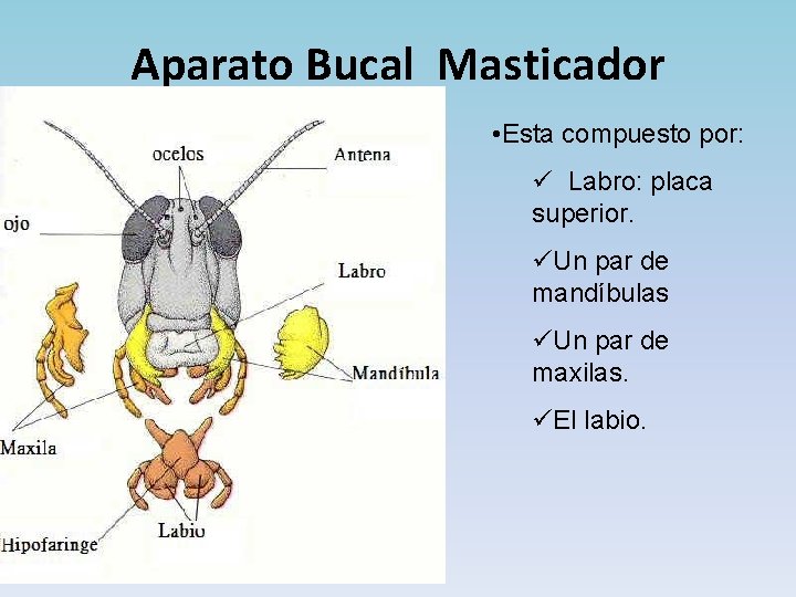 Aparato Bucal Masticador • Esta compuesto por: ü Labro: placa superior. üUn par de