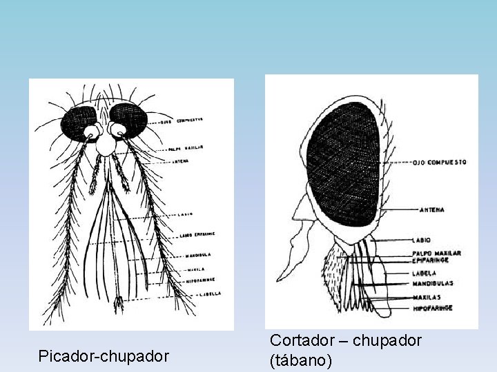 Picador-chupador Cortador – chupador (tábano) 