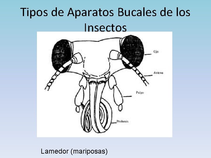 Tipos de Aparatos Bucales de los Insectos Lamedor (mariposas) 