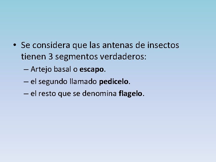  • Se considera que las antenas de insectos tienen 3 segmentos verdaderos: –