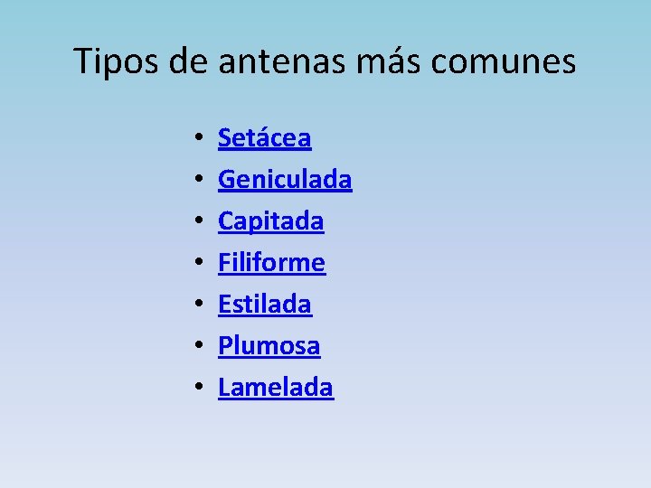 Tipos de antenas más comunes • • Setácea Geniculada Capitada Filiforme Estilada Plumosa Lamelada