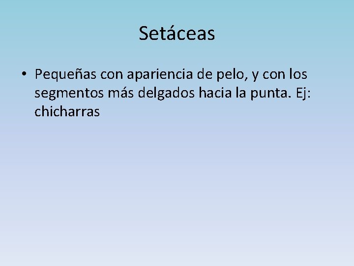 Setáceas • Pequeñas con apariencia de pelo, y con los segmentos más delgados hacia