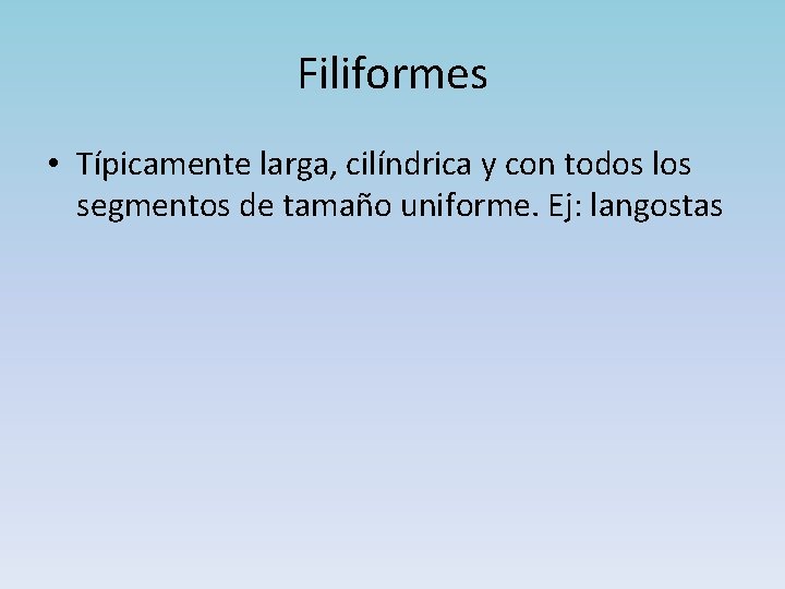 Filiformes • Típicamente larga, cilíndrica y con todos los segmentos de tamaño uniforme. Ej: