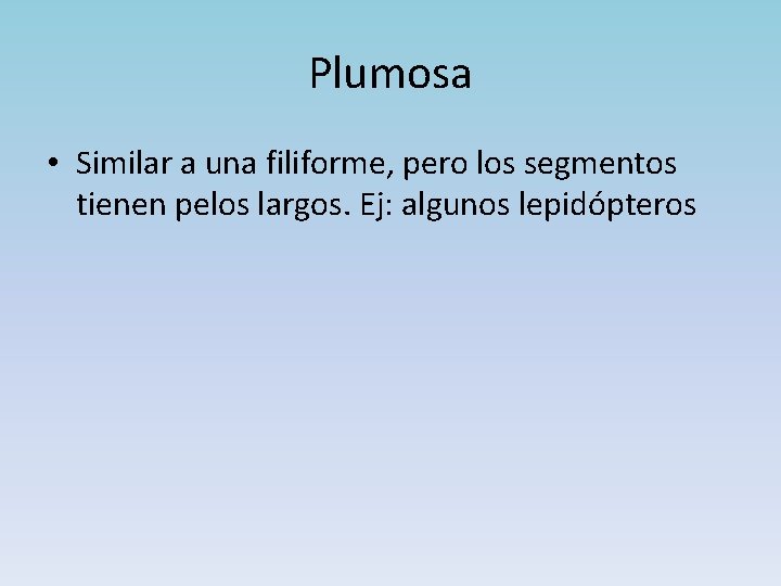 Plumosa • Similar a una filiforme, pero los segmentos tienen pelos largos. Ej: algunos