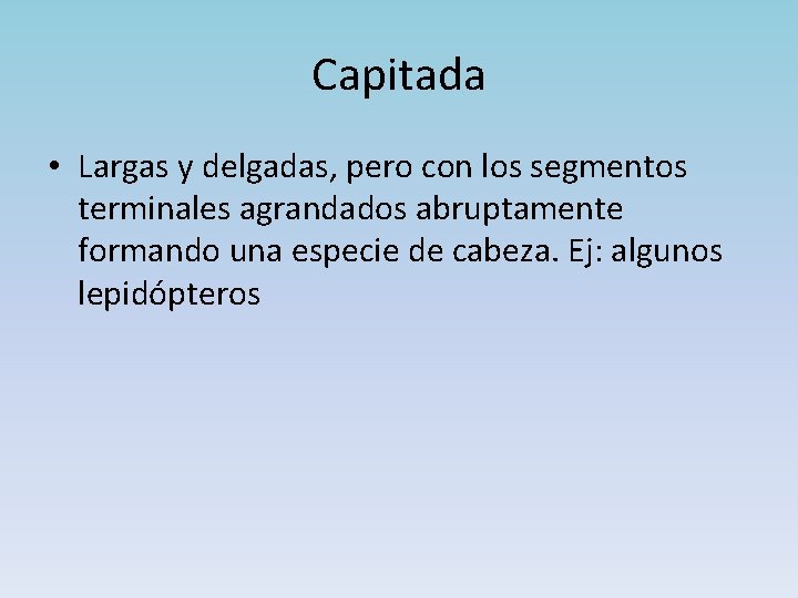 Capitada • Largas y delgadas, pero con los segmentos terminales agrandados abruptamente formando una