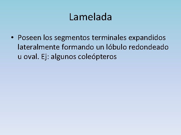 Lamelada • Poseen los segmentos terminales expandidos lateralmente formando un lóbulo redondeado u oval.