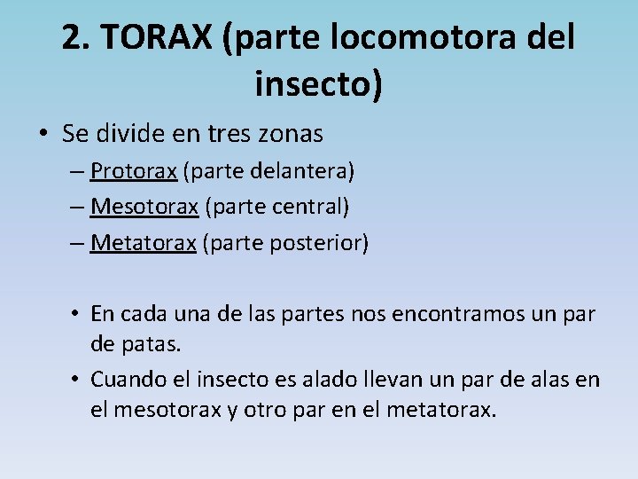 2. TORAX (parte locomotora del insecto) • Se divide en tres zonas – Protorax