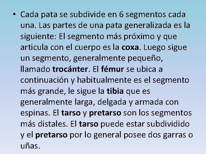  • Cada pata se subdivide en 6 segmentos cada una. Las partes de