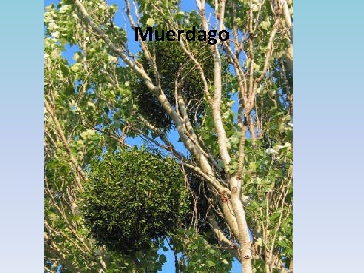 Muerdago 