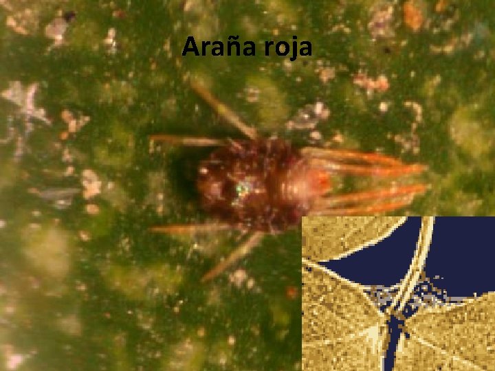 Araña roja 