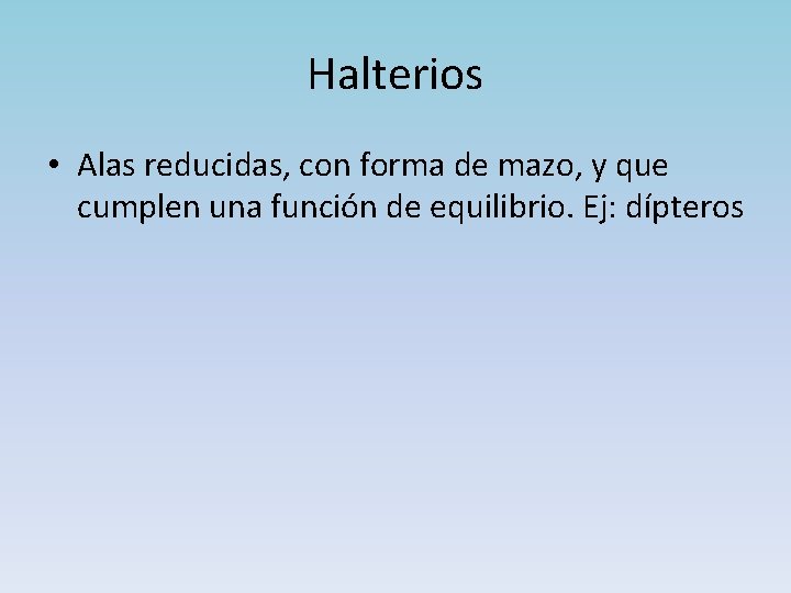Halterios • Alas reducidas, con forma de mazo, y que cumplen una función de