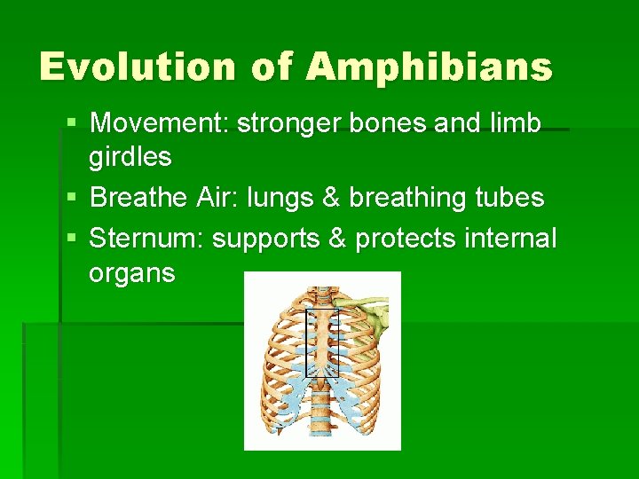 Evolution of Amphibians § Movement: stronger bones and limb girdles § Breathe Air: lungs