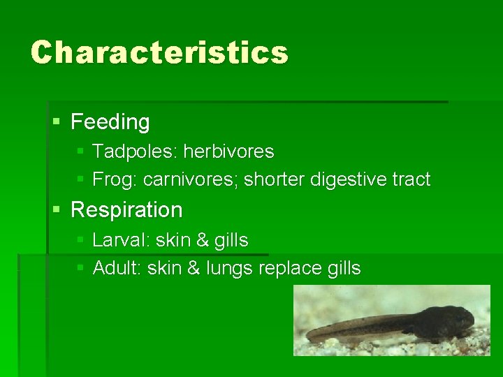 Characteristics § Feeding § Tadpoles: herbivores § Frog: carnivores; shorter digestive tract § Respiration