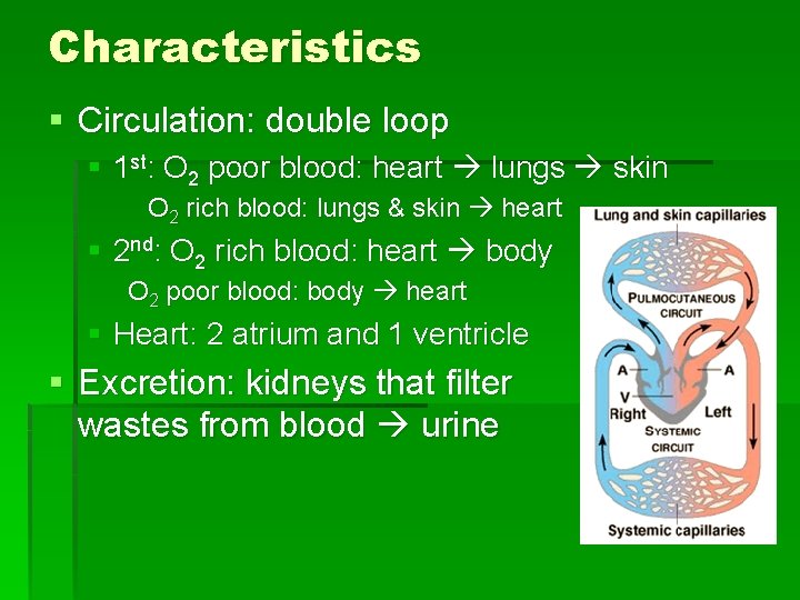 Characteristics § Circulation: double loop § 1 st: O 2 poor blood: heart lungs