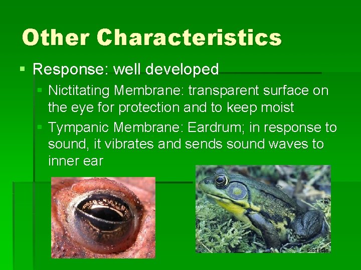 Other Characteristics § Response: well developed § Nictitating Membrane: transparent surface on the eye
