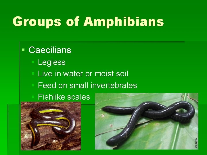 Groups of Amphibians § Caecilians § Legless § Live in water or moist soil