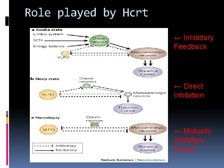 Role played by Hcrt ← Inhibitory Feedback ← Direct Inhibition ← Mutually Inhibitory Circuit