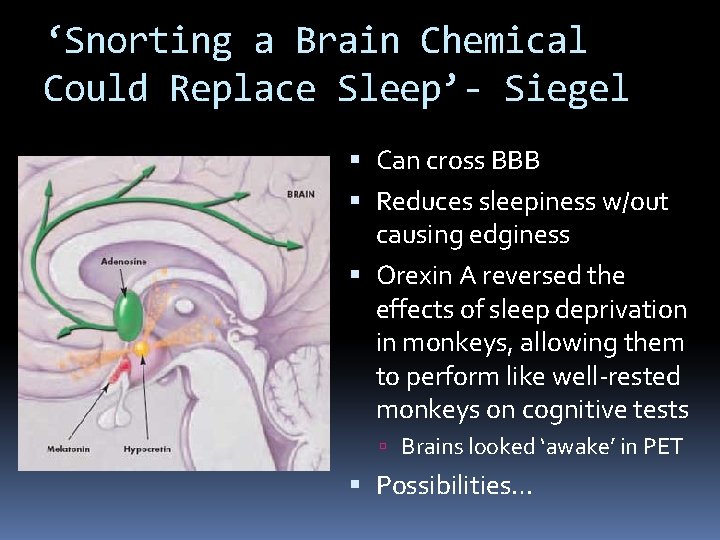 ‘Snorting a Brain Chemical Could Replace Sleep’- Siegel Can cross BBB Reduces sleepiness w/out