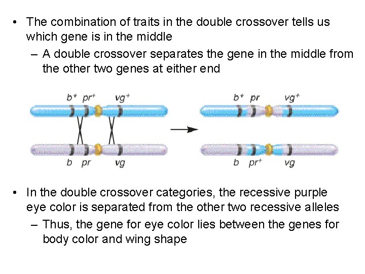  • The combination of traits in the double crossover tells us which gene