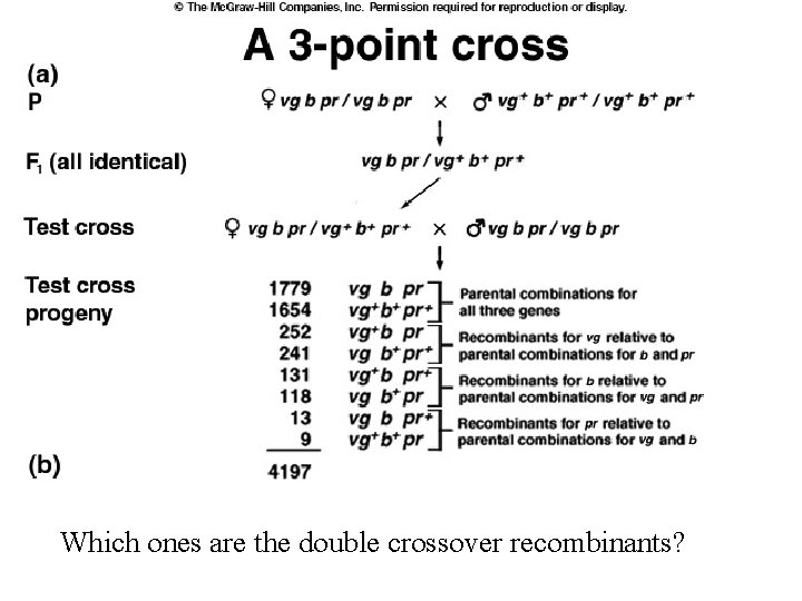 Which ones are the double crossover recombinants? 