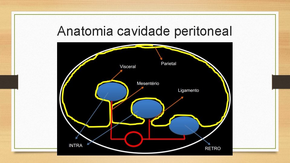 Anatomia cavidade peritoneal 