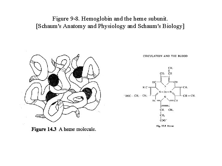 Figure 9 -8. Hemoglobin and the heme subunit. [Schaum's Anatomy and Physiology and Schaum's