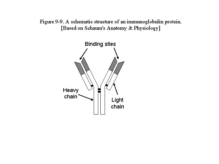 Figure 9 -9. A schematic structure of an immunoglobulin protein. [Based on Schaum's Anatomy