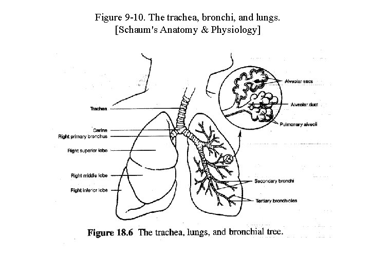 Figure 9 -10. The trachea, bronchi, and lungs. [Schaum's Anatomy & Physiology] 