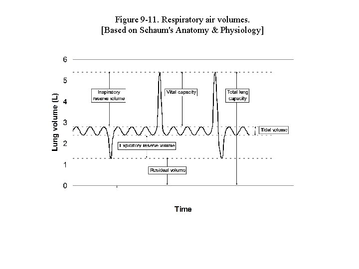 Figure 9 -11. Respiratory air volumes. [Based on Schaum's Anatomy & Physiology] 