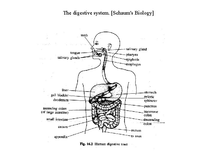 The digestive system. [Schaum's Biology] 