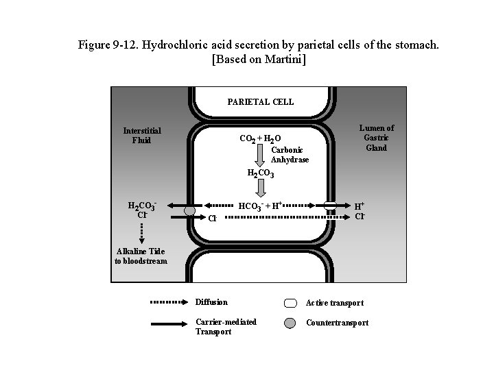 Figure 9 -12. Hydrochloric acid secretion by parietal cells of the stomach. [Based on