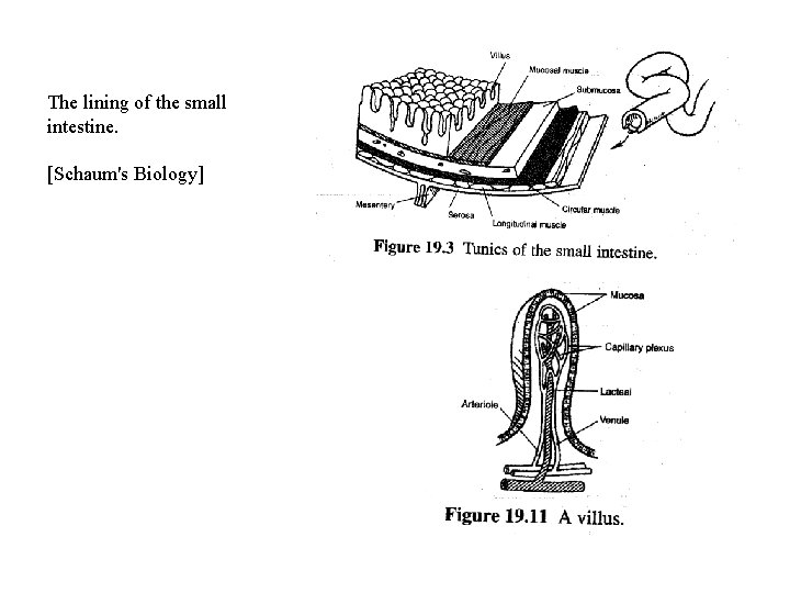 The lining of the small intestine. [Schaum's Biology] 