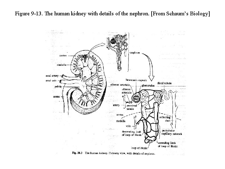 Figure 9 -13. The human kidney with details of the nephron. [From Schaum’s Biology]