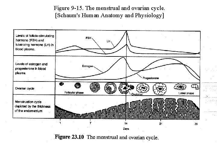 Figure 9 -15. The menstrual and ovarian cycle. [Schaum's Human Anatomy and Physiology] 