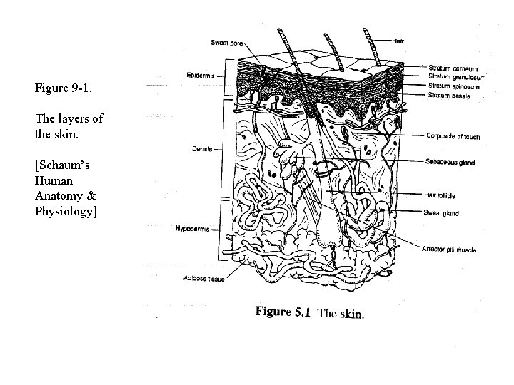 Figure 9 -1. The layers of the skin. [Schaum’s Human Anatomy & Physiology] 
