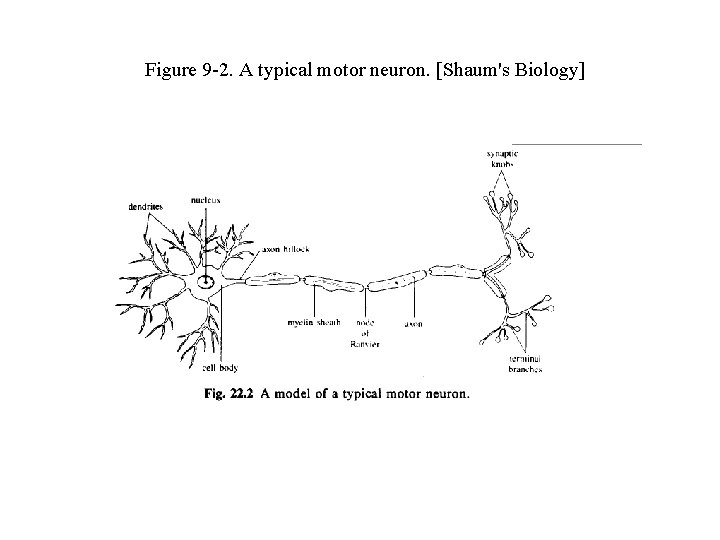 Figure 9 -2. A typical motor neuron. [Shaum's Biology] 