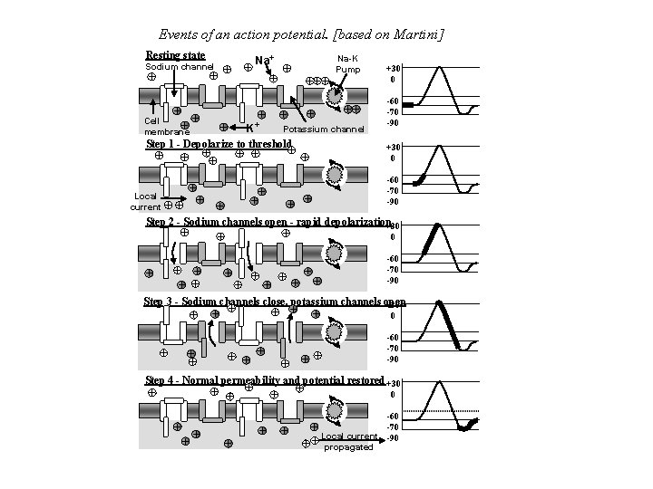 Events of an action potential. [based on Martini] Resting state Sodium channel + +