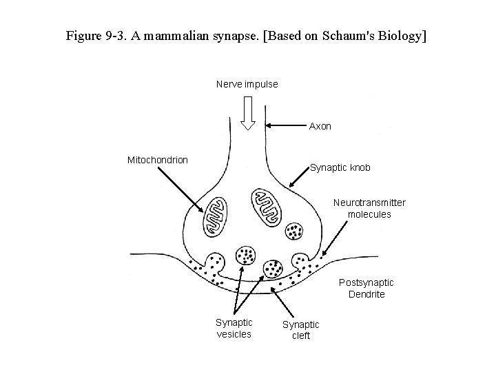 Figure 9 -3. A mammalian synapse. [Based on Schaum's Biology] Nerve impulse Axon Mitochondrion