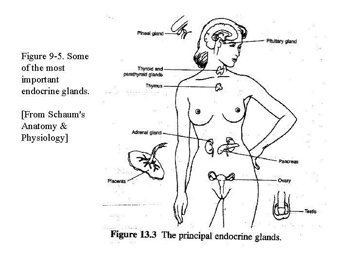Figure 9 -5. Some of the most important endocrine glands. [From Schaum's Anatomy &