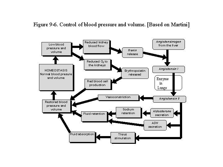 Figure 9 -6. Control of blood pressure and volume. [Based on Martini] Angiotensinogen from