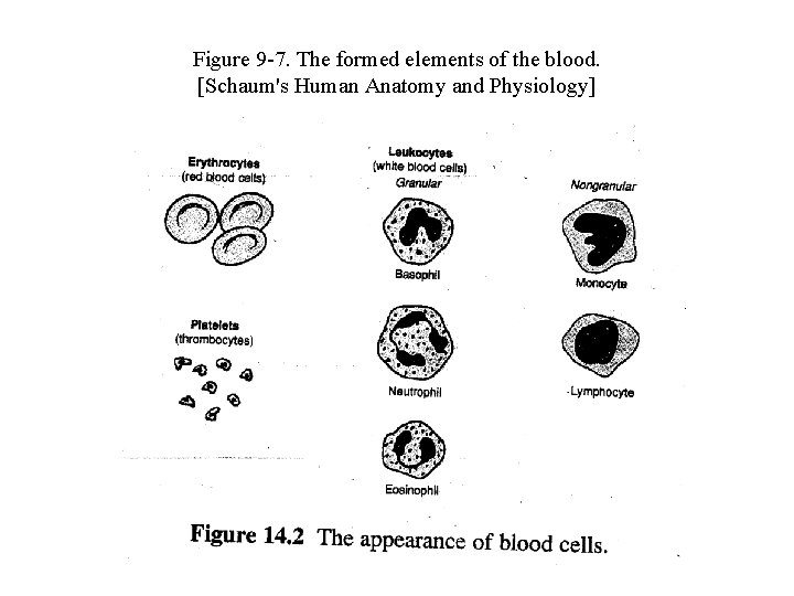 Figure 9 -7. The formed elements of the blood. [Schaum's Human Anatomy and Physiology]