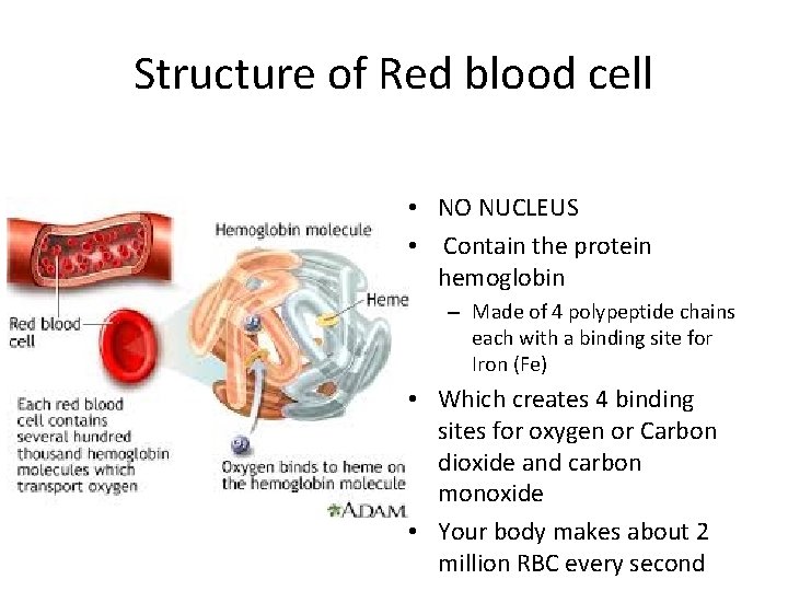 Structure of Red blood cell • NO NUCLEUS • Contain the protein hemoglobin –